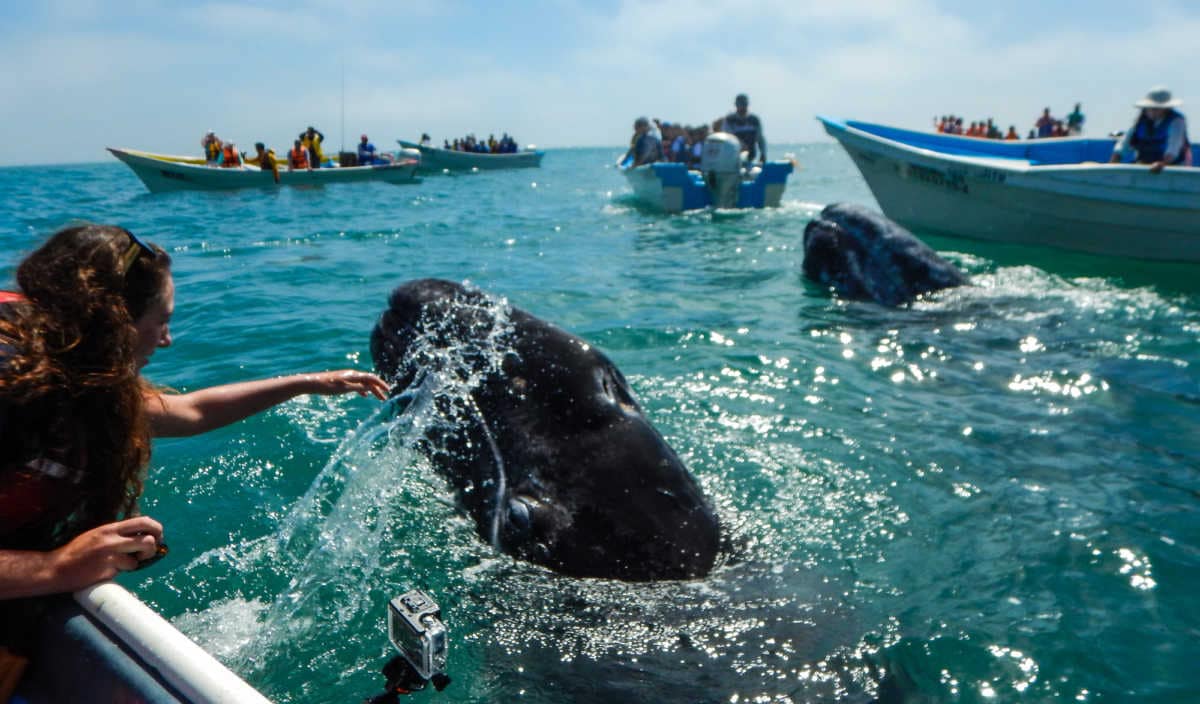 Whale watching from Puerto Lopes Mateo, Magdalena Bay, Mexico 