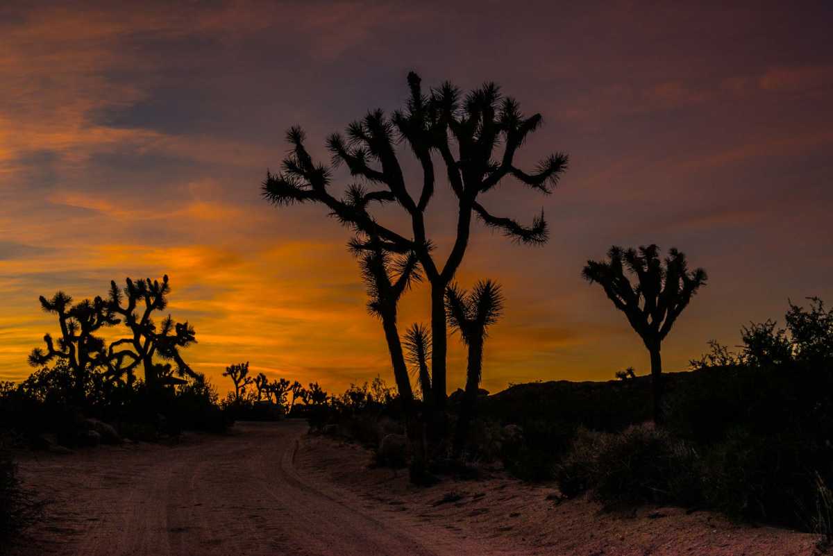 desert sunset joshua tree