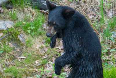 Young Black Bear, Saguenay, Quebec
