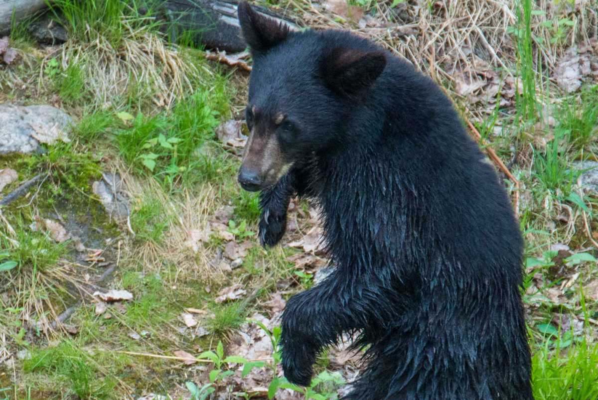 black bear saguenay 8