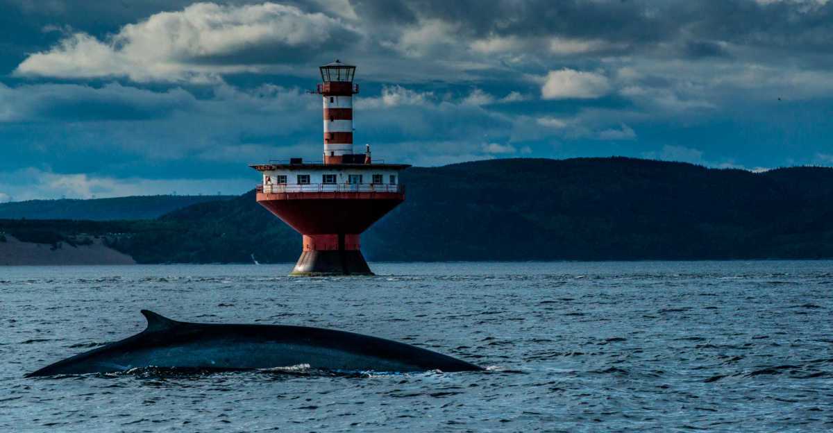 whale lighthouse saint lawrence 3