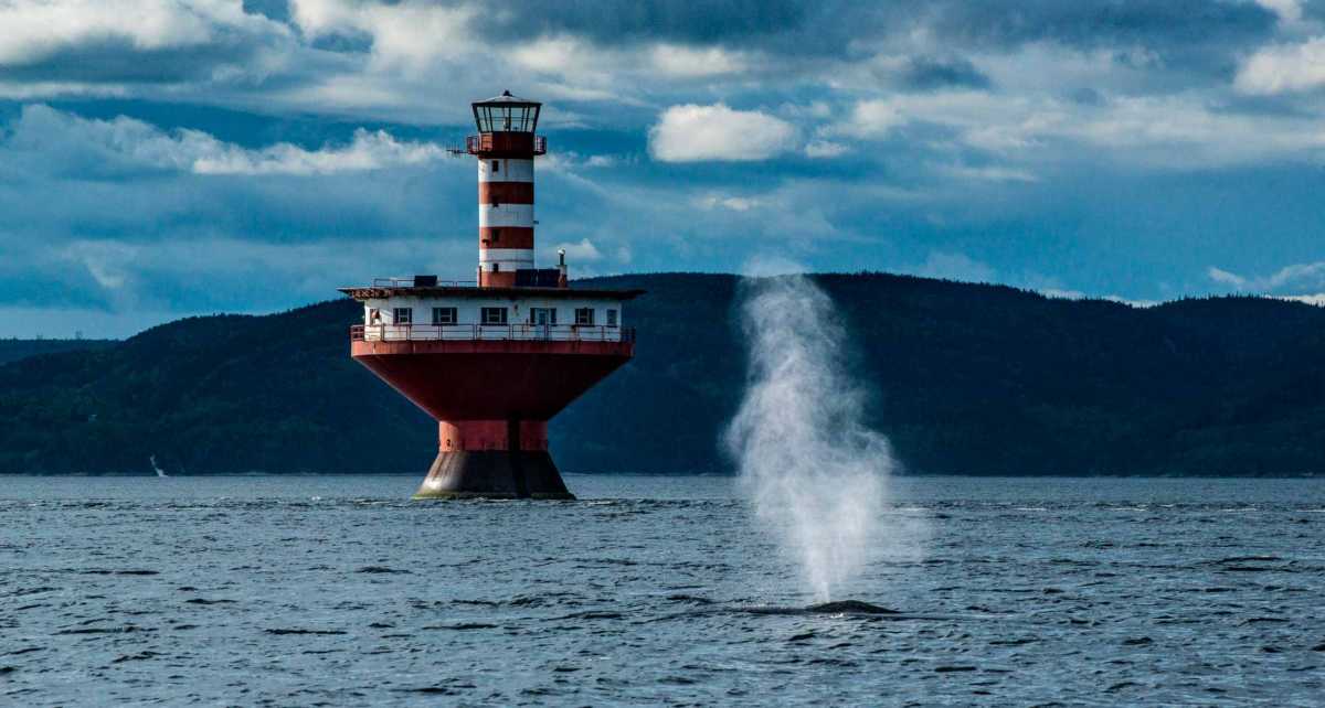whale spout saint lawrence