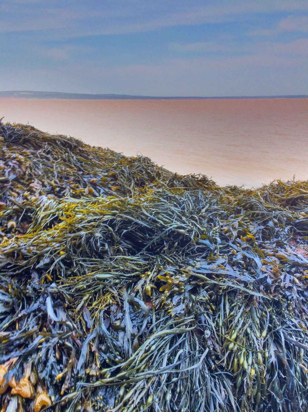 Near Hopewell Rocks, the Bay of Fundy tidal waters stir up the red sandy bottom, while piles of seaweed show yellows and greens under the sun.