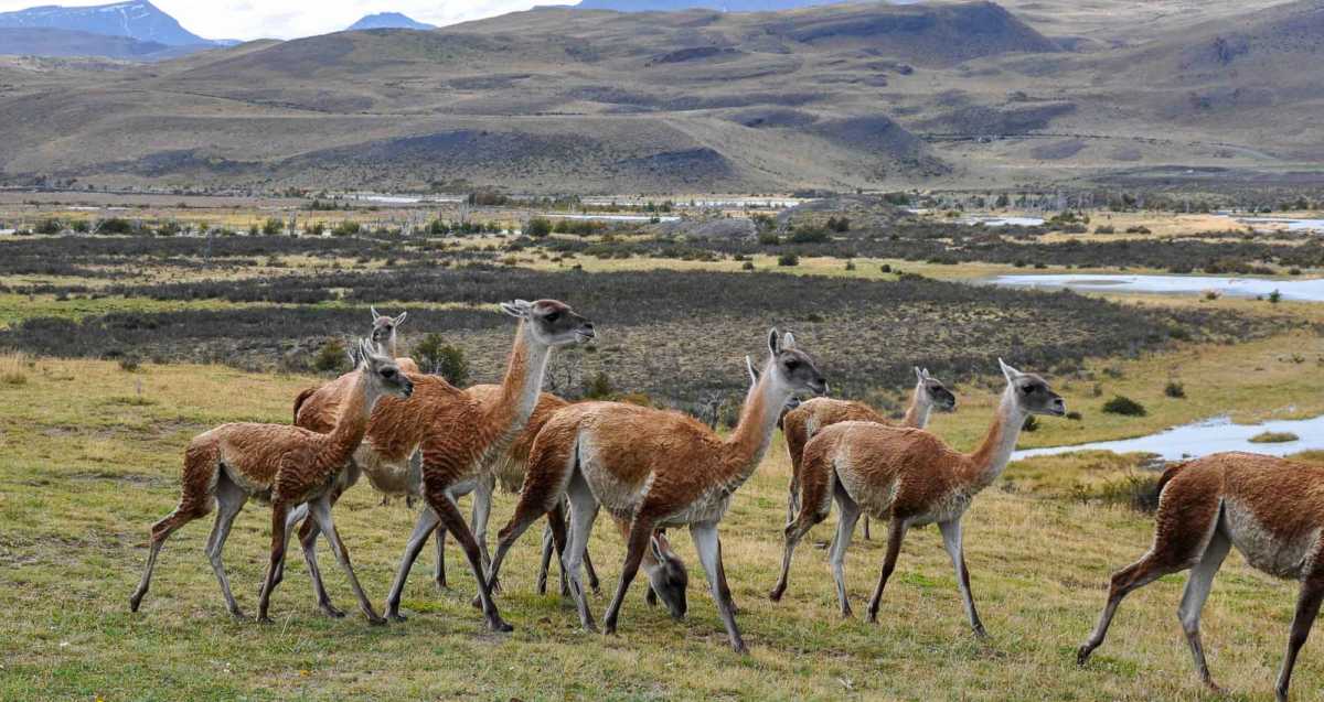 Trek Torres del Paine_Patagonia_Chile_huanaco-1