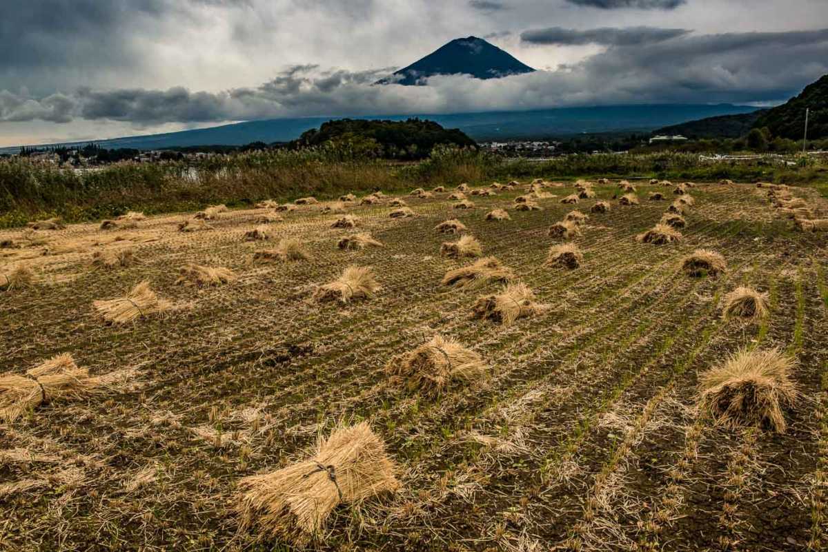 mount fuji rice harvest japan