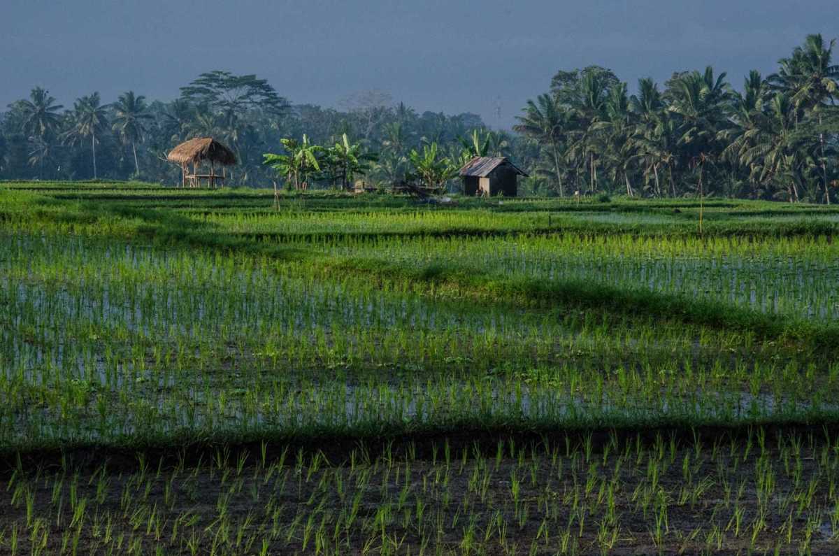 rice paddies bali