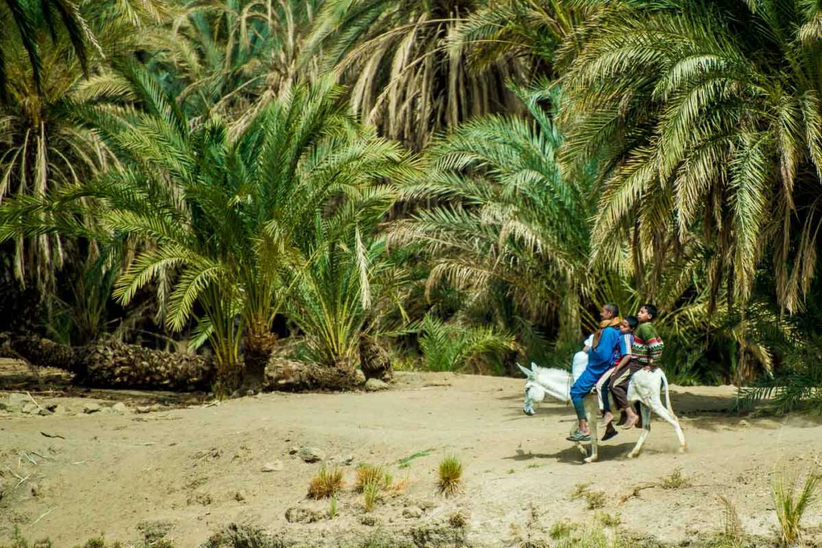 three on a donkey nile river egypt