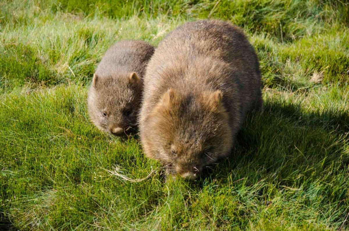 wombats cradle mountain tasmania australia