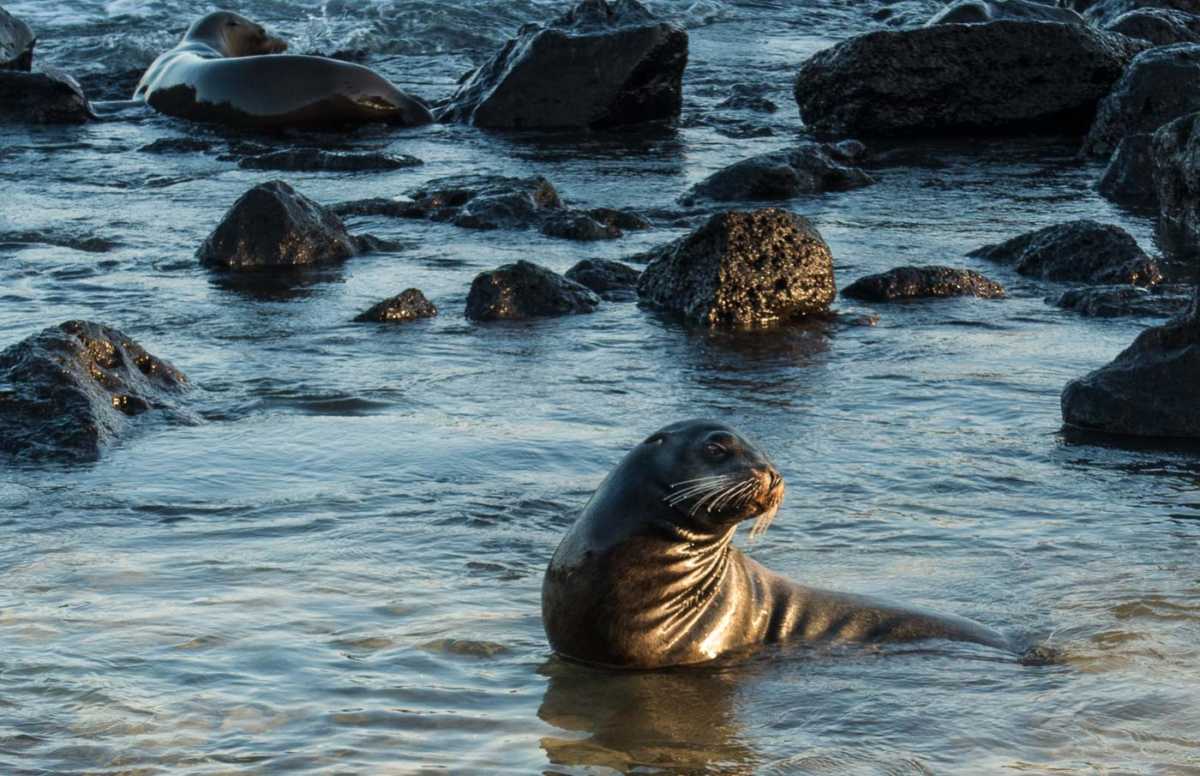 Ecuador_Galapagos_san Cristobal_sea lion