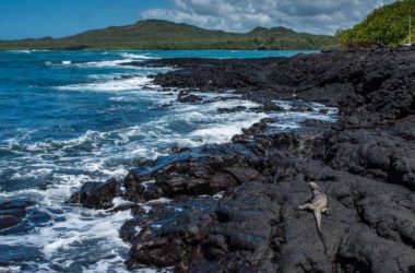 Marine Iguana, Isla Isabela, Galápagos, Ecuador ecuador_isla isabela_marine iguana