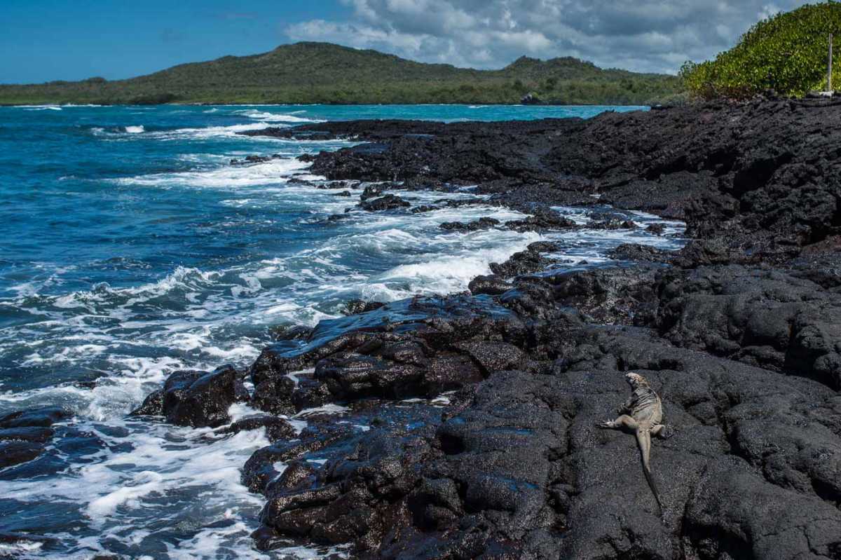 isla isabela galapagos marine iguana