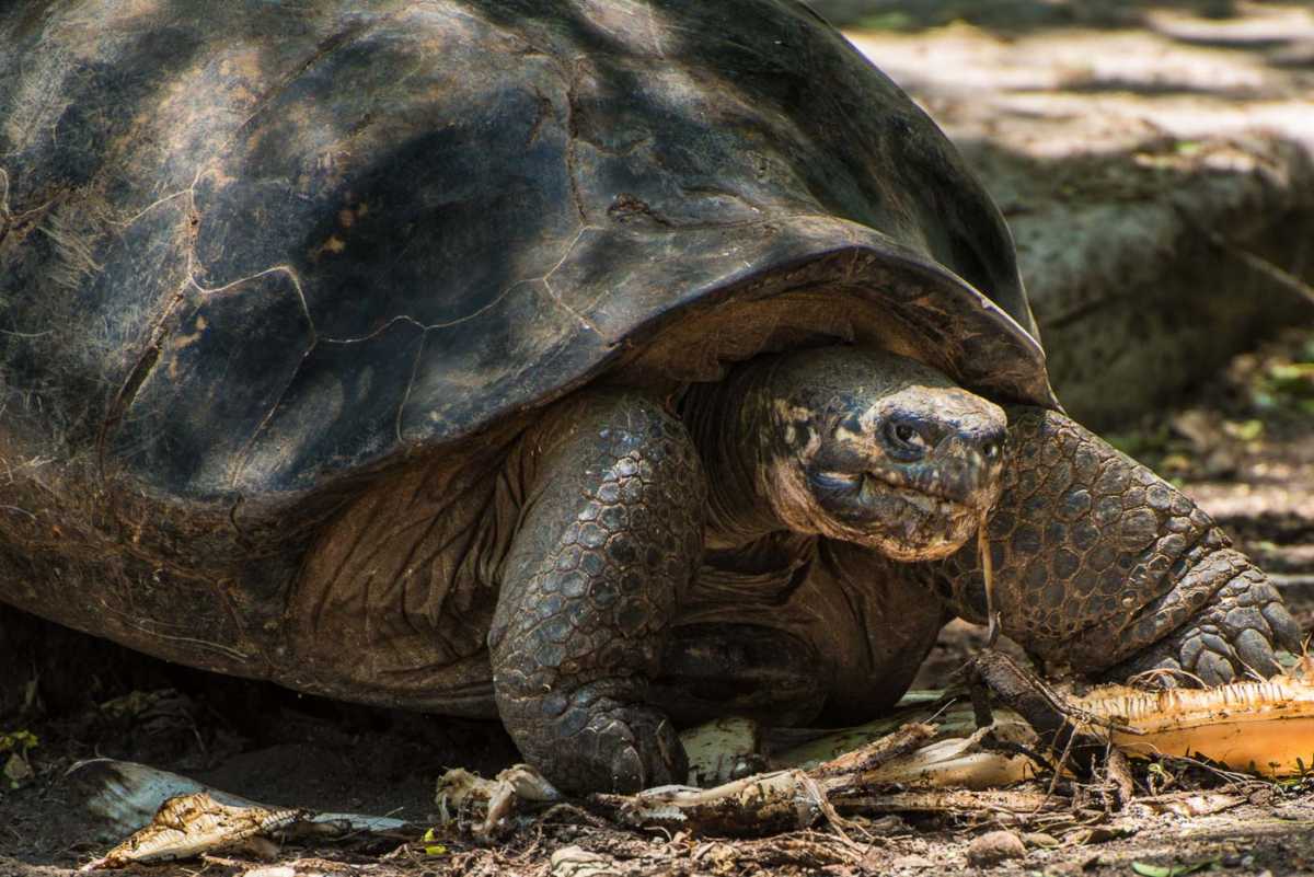galapagos isla isabela giant tortoise
