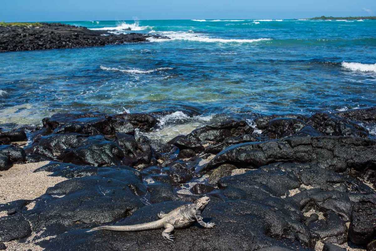 ecuador_galapagos_isabela marine iguana seashore 2