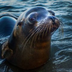 A Land-Based Visit to the Galapagos Land-Based Tourism Galapagos