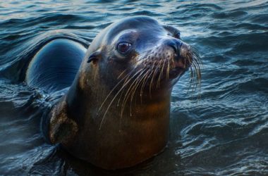 A Land-Based Visit to the Galapagos Land-Based Tourism Galapagos