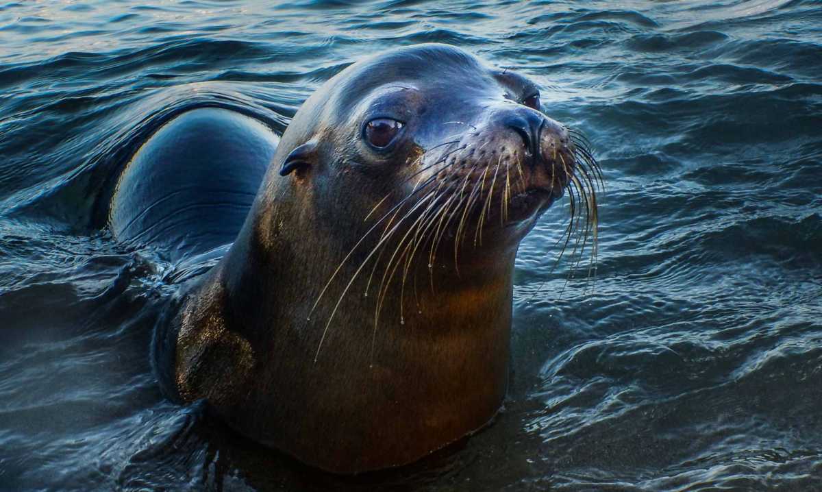 Galapagos tour swim wth sea lions