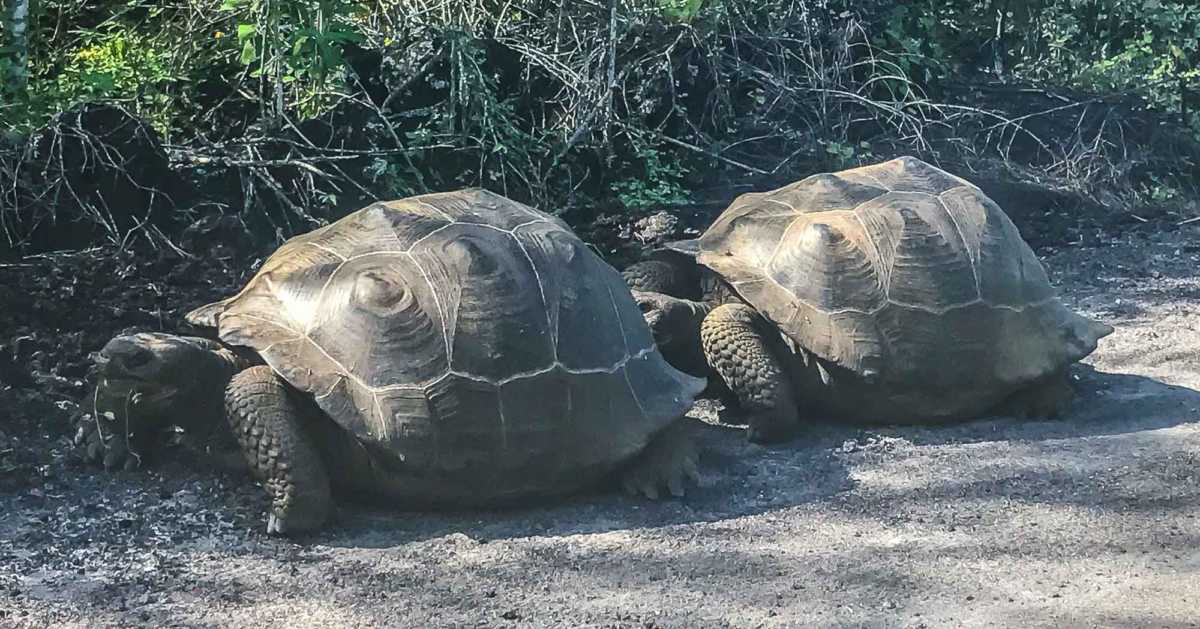 Land-based Galapagos tour tourtoises