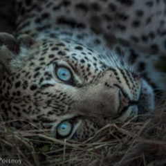 Tips for Capturing Great Wildlife Photography on an African Safari Photography Tips Africa Safari