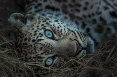 Tips for Capturing Great Wildlife Photography on an African Safari Photography Tips Africa Safari