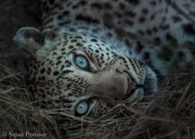 Tips for Capturing Great Wildlife Photography on an African Safari