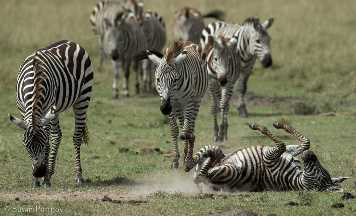 African safari photography