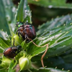 Japanese Beetles, Saint Paul, Minnesota USA_Minnesota_Saint Paul japanese beetles 2