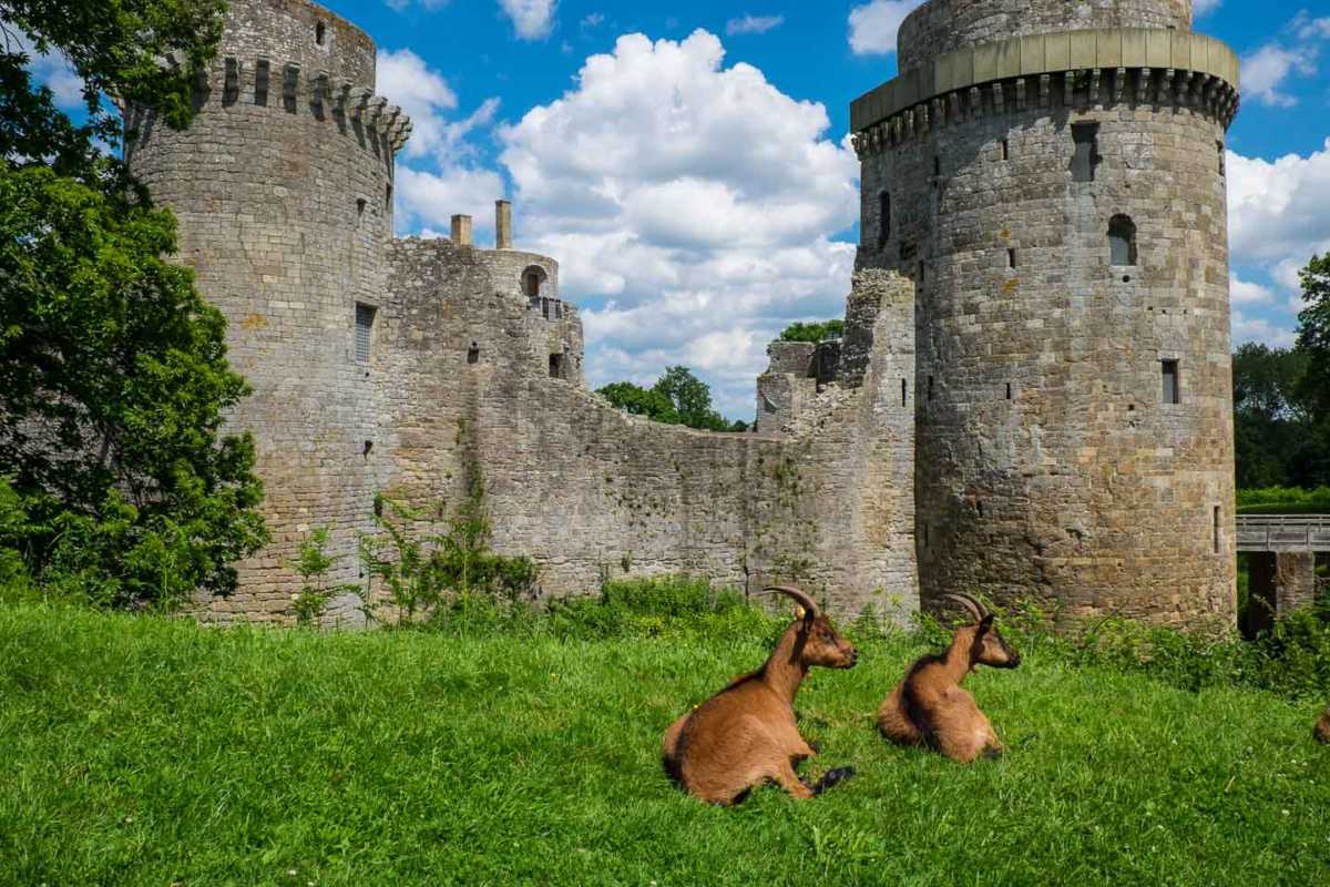 france_brittany_bike_castle goats