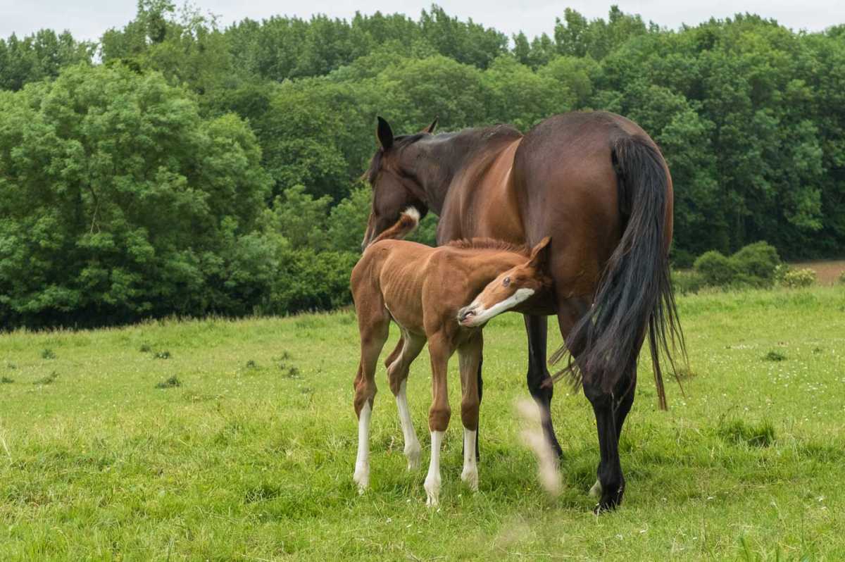 france_brittany_bike_mare and foal