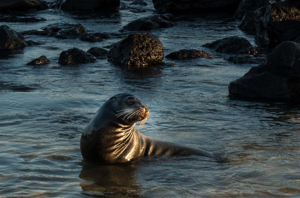 Ecuador_galapagos_san cristobal baby sea lion 2 - Travel Past 50