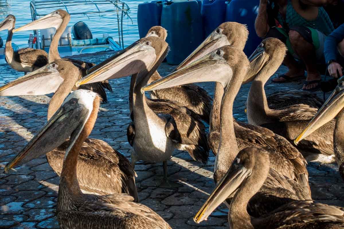 Ecuador_galapagos_santa cruz pelicans fish market