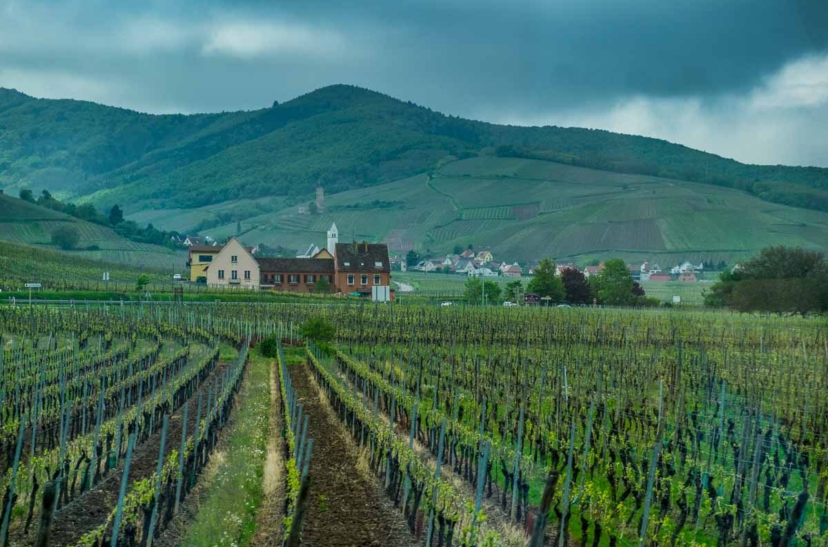 France_Colmar_vineyard