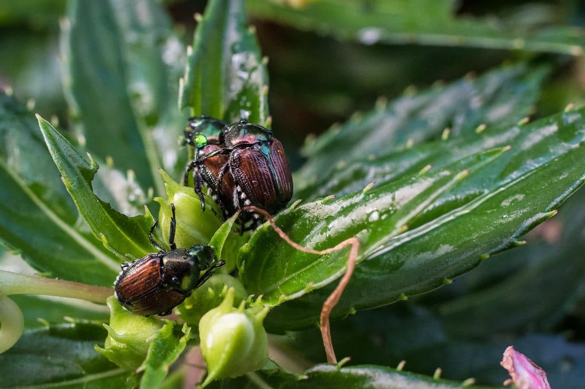 USA_Saint Paul macro japanese beetles