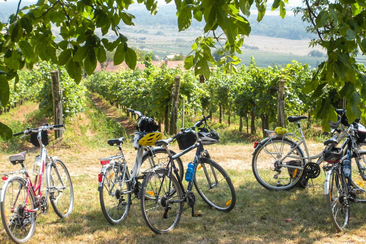 vineyard bike tour