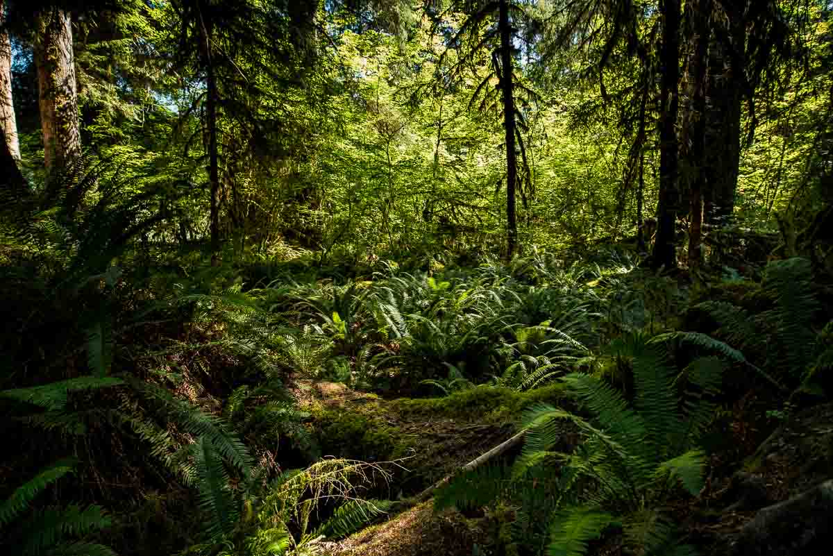 USA Washington Olympic National Park Hoh Rain forest