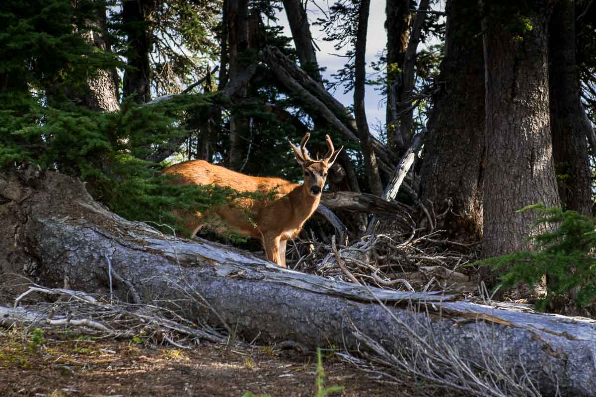 Olympic National Park wildlife deer