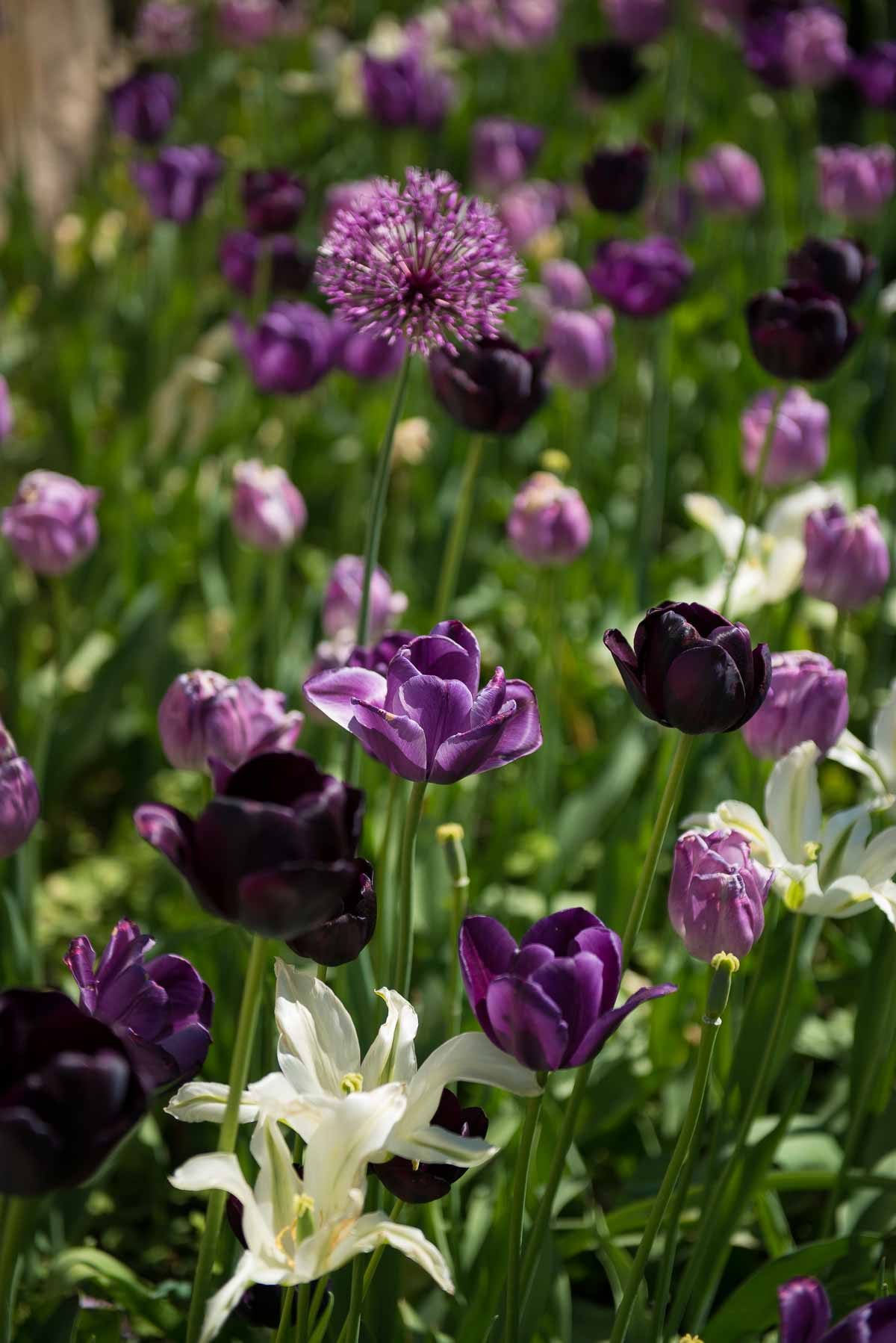 Sweden Drottningholm flowers