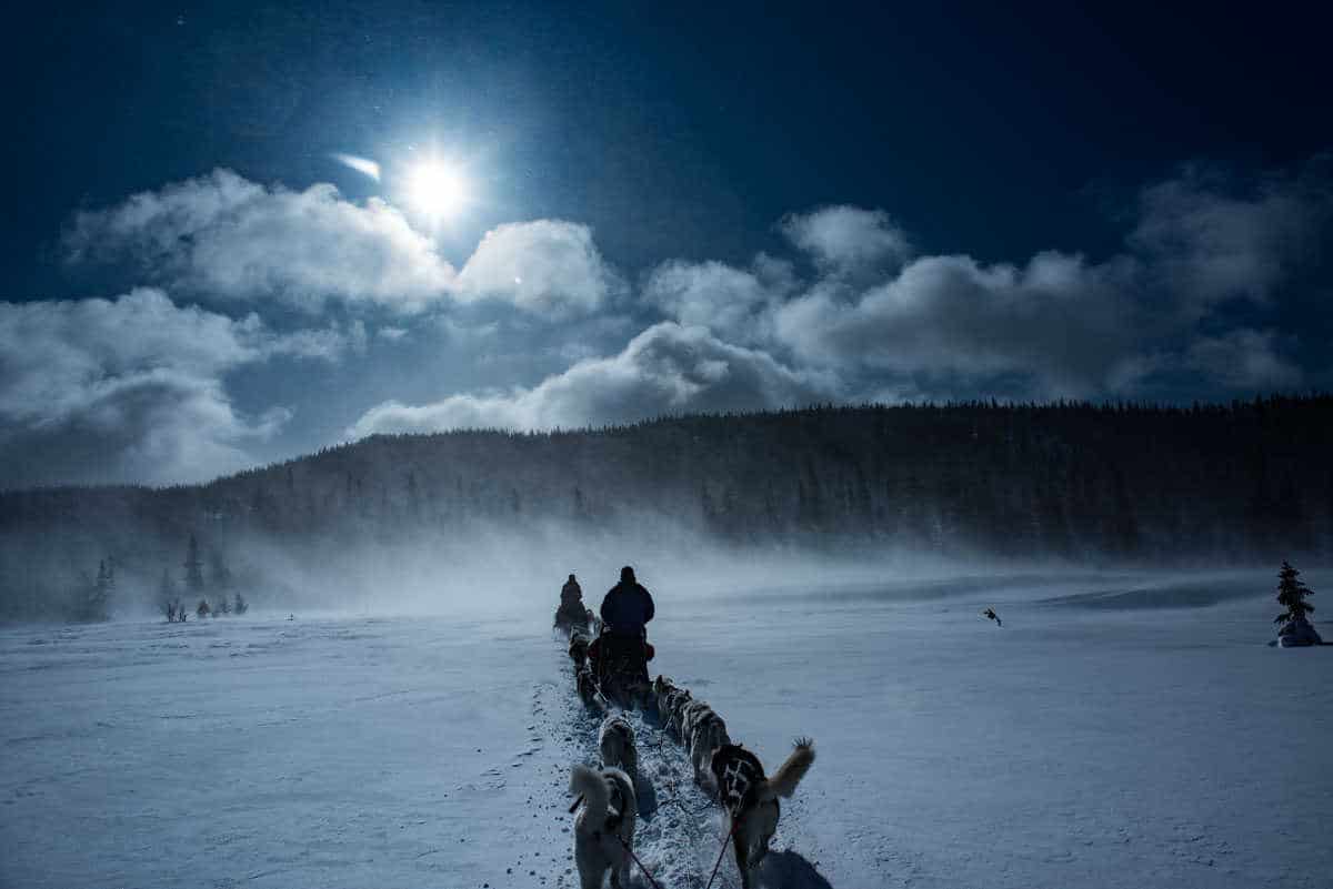 sweden are dogsledding 1