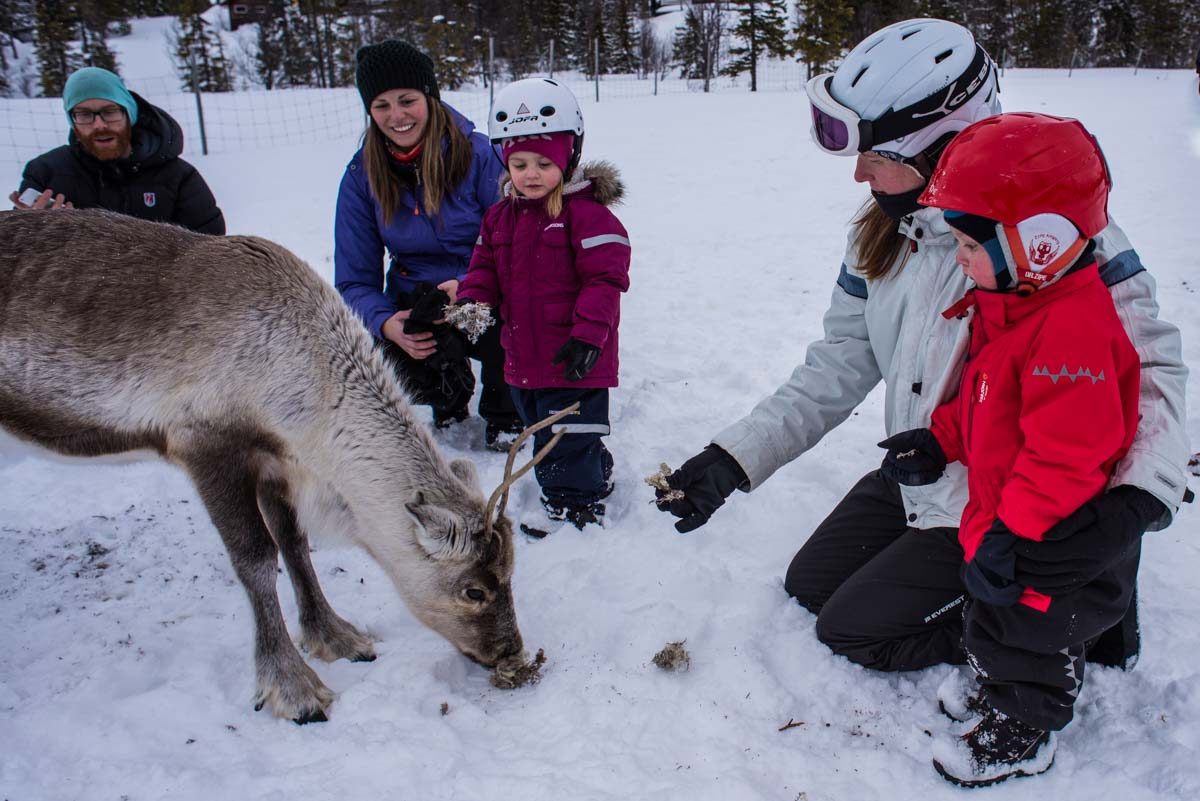 sweden are feeding reindeer 2