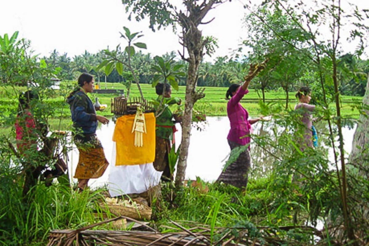 Bali Subak Rice Growing