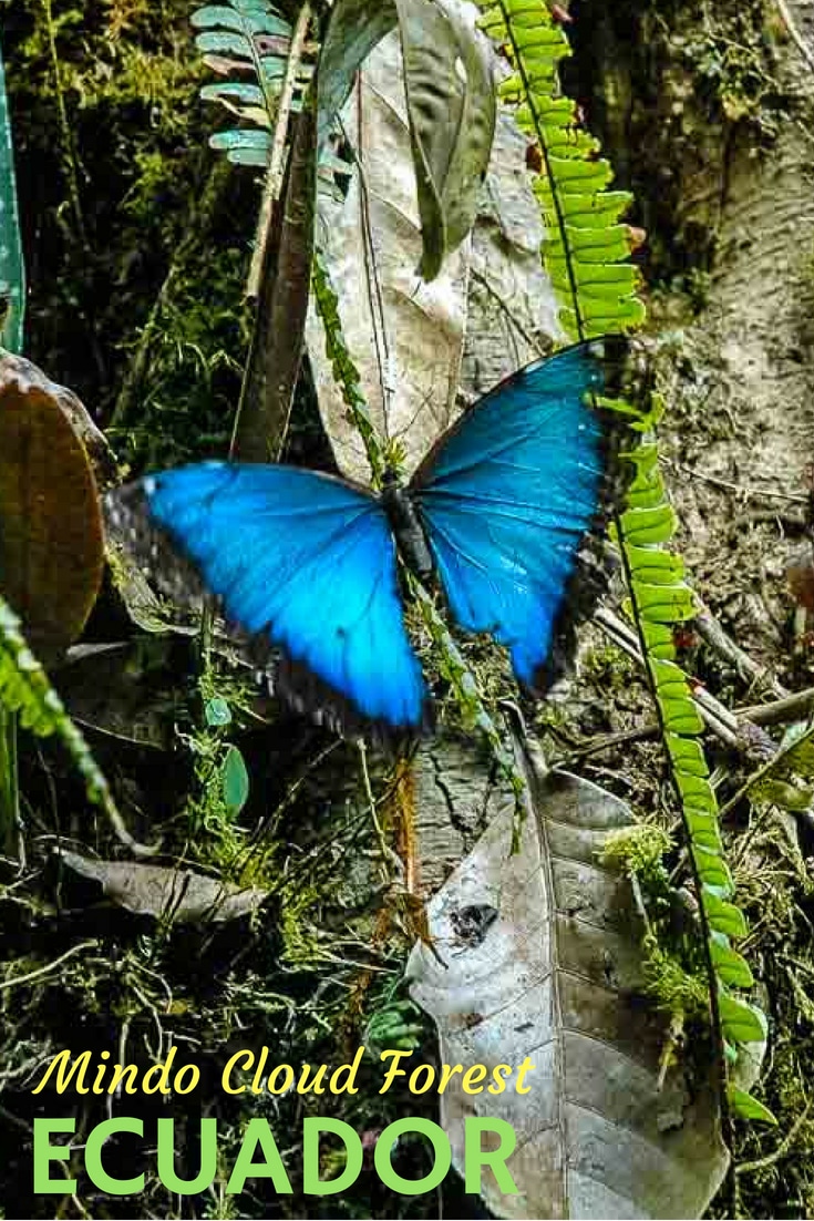 Welcome to the jungle, or the rain forest, or the cloud forest. Whatever you call it, a visit to the Mindo Cloud Forest of Ecuador will be rewarded with bird and butterfly sightings, rich vegetation and wonderful lodging. #Ecuador #TravelPast50 #seniortravel #travelphotography #TBIN #ActiveTravel #nature #TravelTips