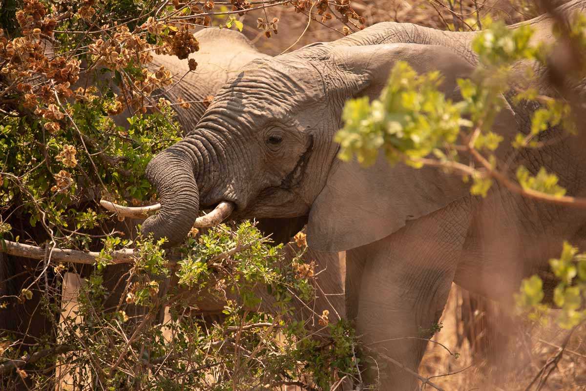 Elephant eating in camp