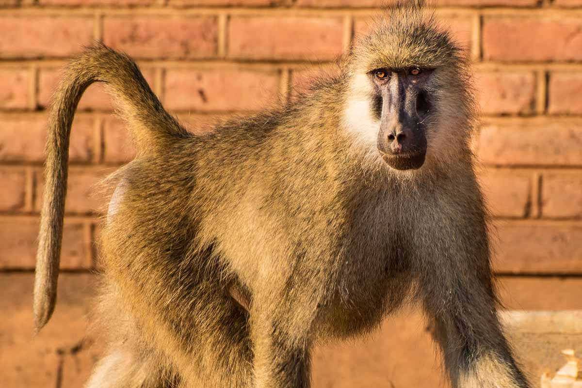 Malawi Vwaza adult baboon village close