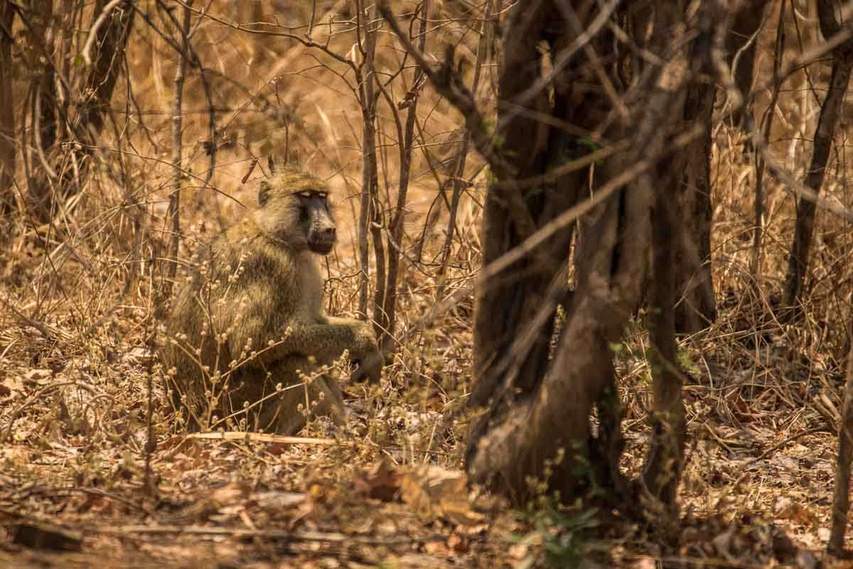 Malawi Vwaza baboon in bush 1