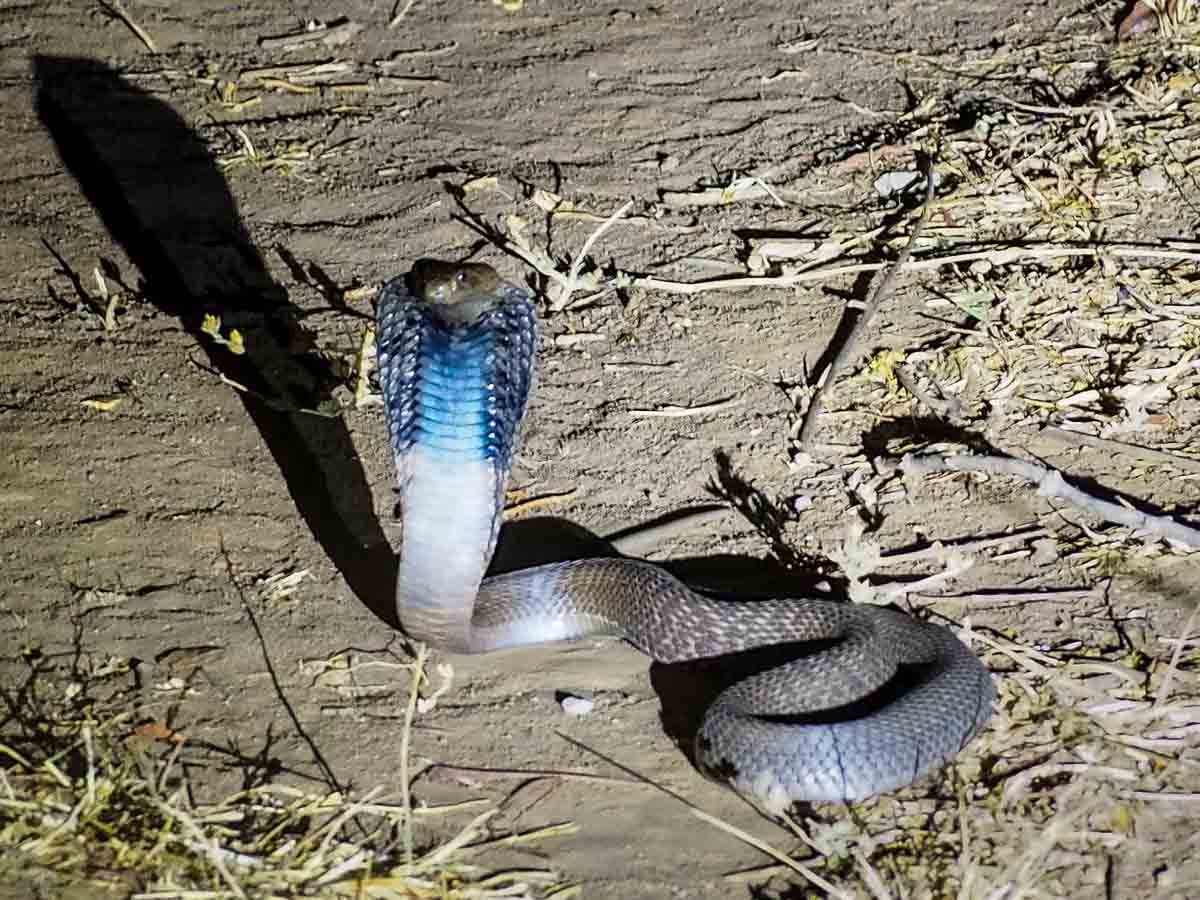 Malawi Vwaza wildlife research cobra