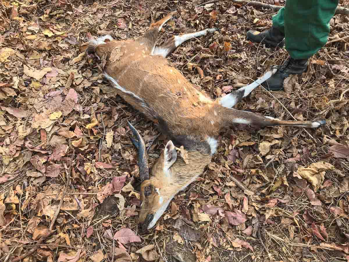 Malawi Vwaza dead bush buck