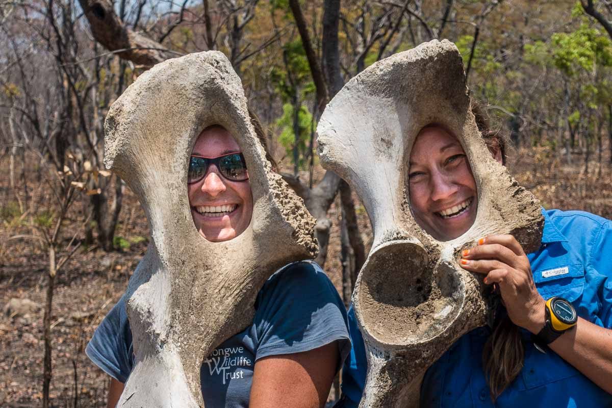 Malawi Vwaza driving transect elephant bones mandy ida 2