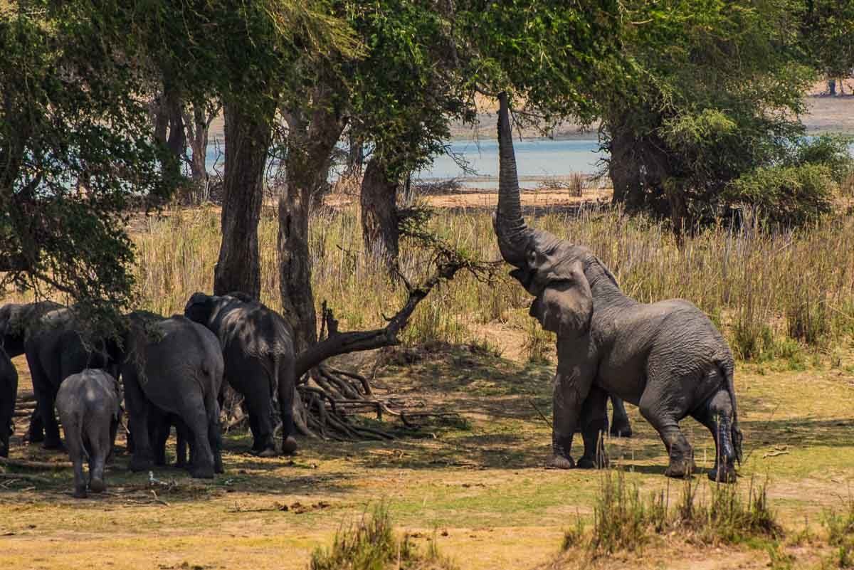 Malawi Vwaza elephant brutus at treee