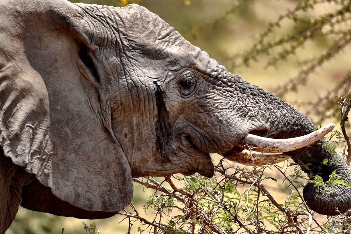 Malawi Vwaza elephant eating