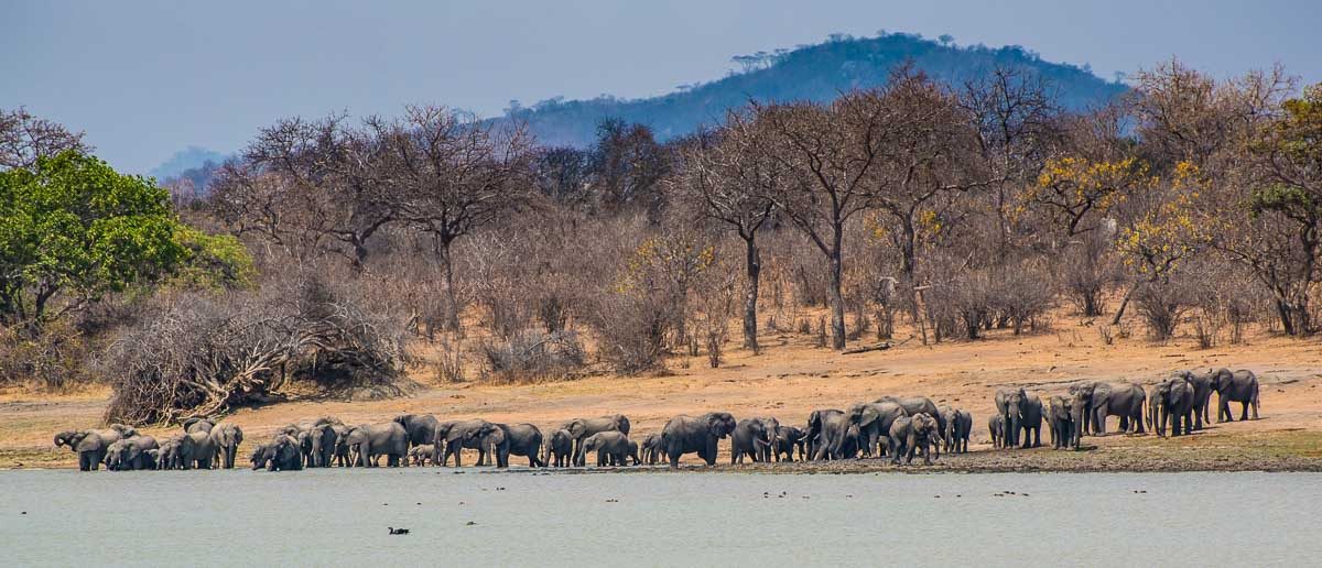 Malawi Vwaza elephant herd at lake