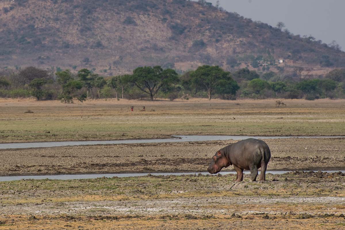 Malawi Vwaza hippo on land